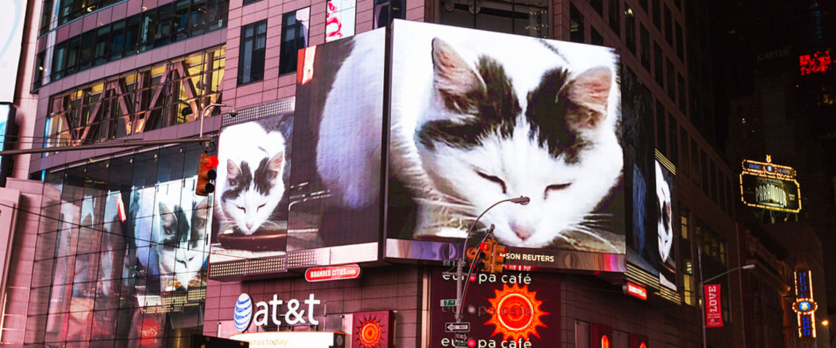 Kitty Says Hello Again to Times Square - The New York Times