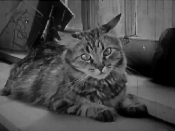 Black and white screencap of The Private Life of a Cat by Maya Deren and Alexander Hammid, showing a fluffy cat lying on a table